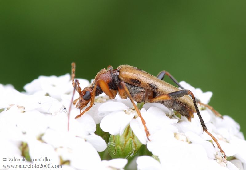 tesařík, Pidonia lurida (Fabricius, 1792), Rhagiini, Cerambycidae (Brouci, Coleoptera)